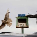 Preventing raptor electrocution at power lines in Mongolia