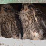 Preventing raptor electrocution at power lines in Mongolia