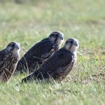 Preventing raptor electrocution at power lines in Mongolia