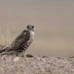 Preventing raptor electrocution at power lines in Mongolia