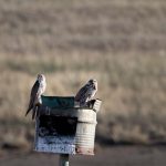 Preventing raptor electrocution at power lines in Mongolia