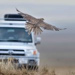 Preventing raptor electrocution at power lines in Mongolia