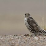 Preventing raptor electrocution at power lines in Mongolia