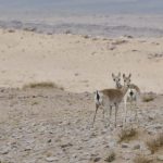 Preventing raptor electrocution at power lines in Mongolia