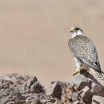 Preventing raptor electrocution at power lines in Mongolia