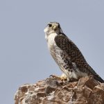 Preventing raptor electrocution at power lines in Mongolia