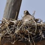 Preventing raptor electrocution at power lines in Mongolia