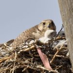 Preventing raptor electrocution at power lines in Mongolia