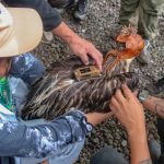 Philippine Eagle Translocation Project