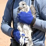 Preventing raptor electrocution at power lines in Mongolia