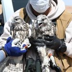 Preventing raptor electrocution at power lines in Mongolia