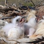 Preventing raptor electrocution at power lines in Mongolia