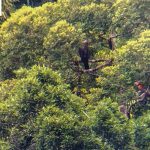 Philippine Eagle Translocation Project