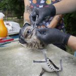 Saker Falcon reintroduction