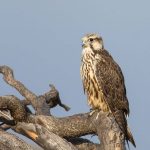 Preventing raptor electrocution at power lines in Mongolia