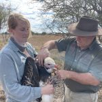 White-Headed Vulture Project