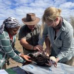 White-Headed Vulture Project