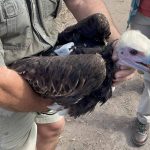 White-Headed Vulture Project