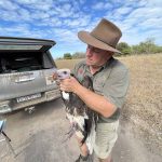 White-Headed Vulture Project