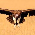 White-Headed Vulture Project