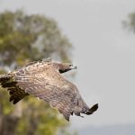 White-Headed Vulture Project