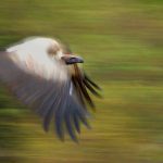 White-Headed Vulture Project