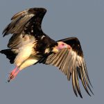 White-Headed Vulture Project