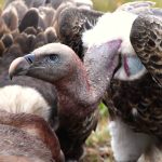 White-Headed Vulture Project