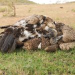 White-Headed Vulture Project