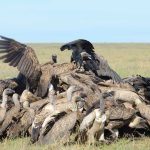 White-Headed Vulture Project