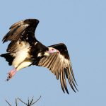 White-Headed Vulture Project