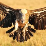 White-Headed Vulture Project