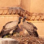 Indian Vultures