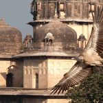 Indian Vultures