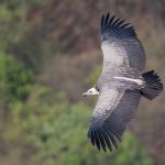 Indian Vultures