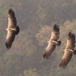 Indian Vultures